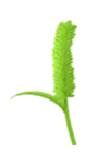 清风耿马