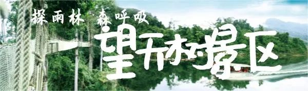 西双版纳望天树景区