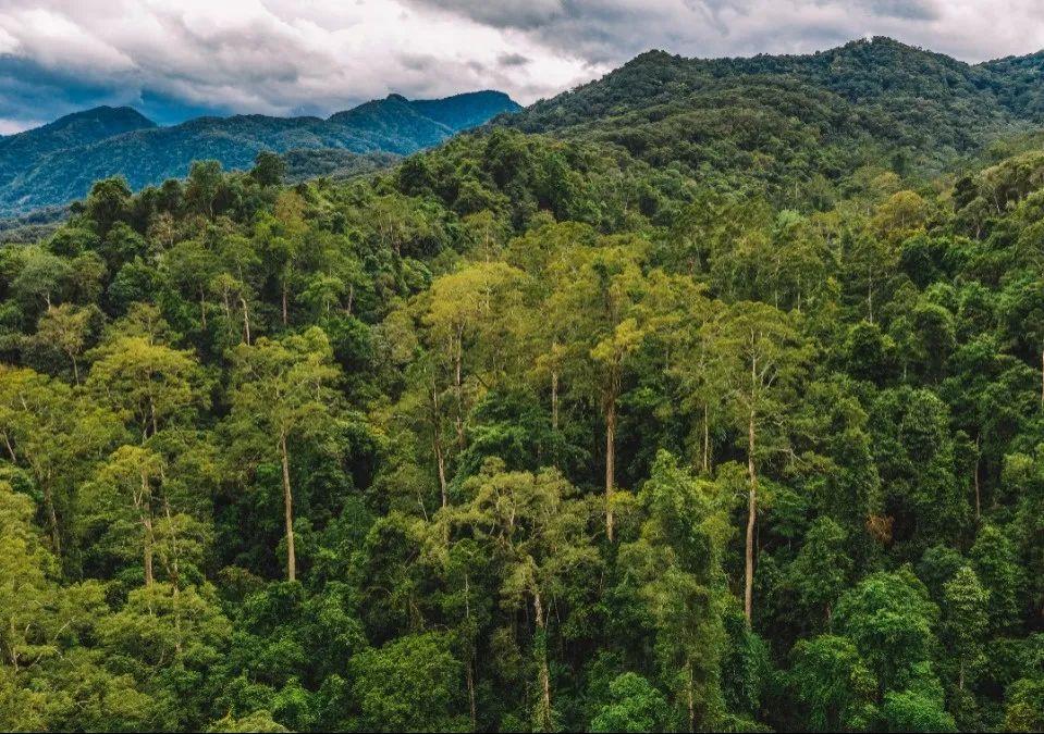 西双版纳望天树景区