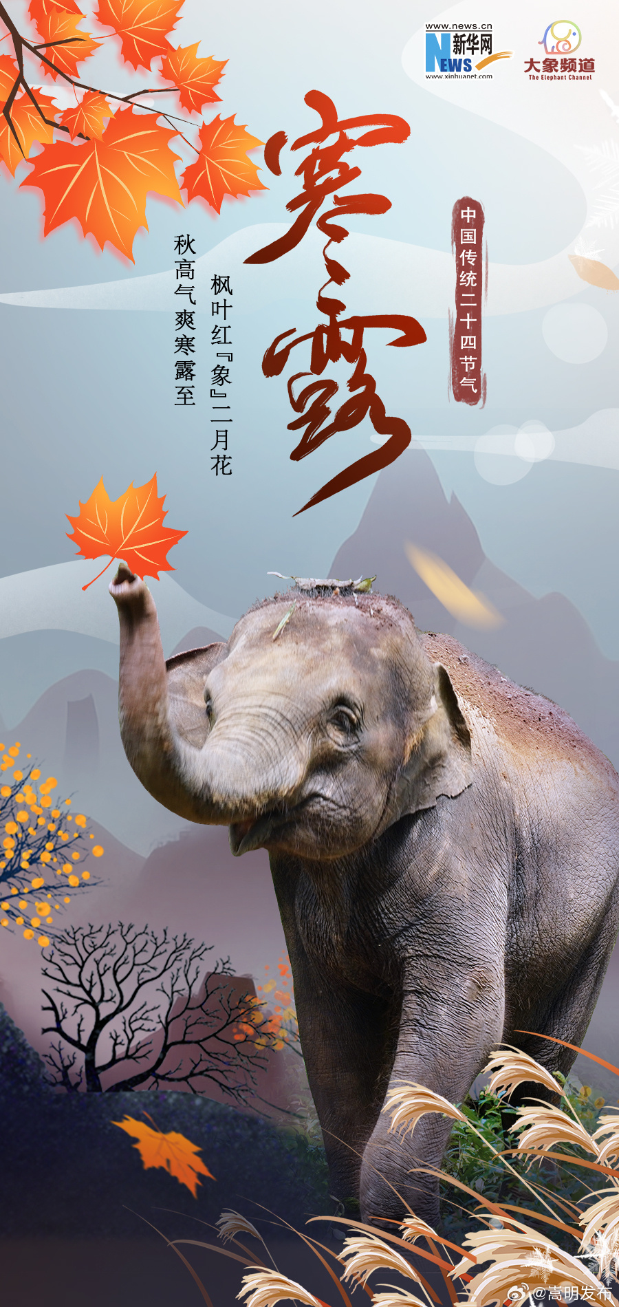 寒露至 让属于象象们的温暖瞬间来驱散寒冷吧