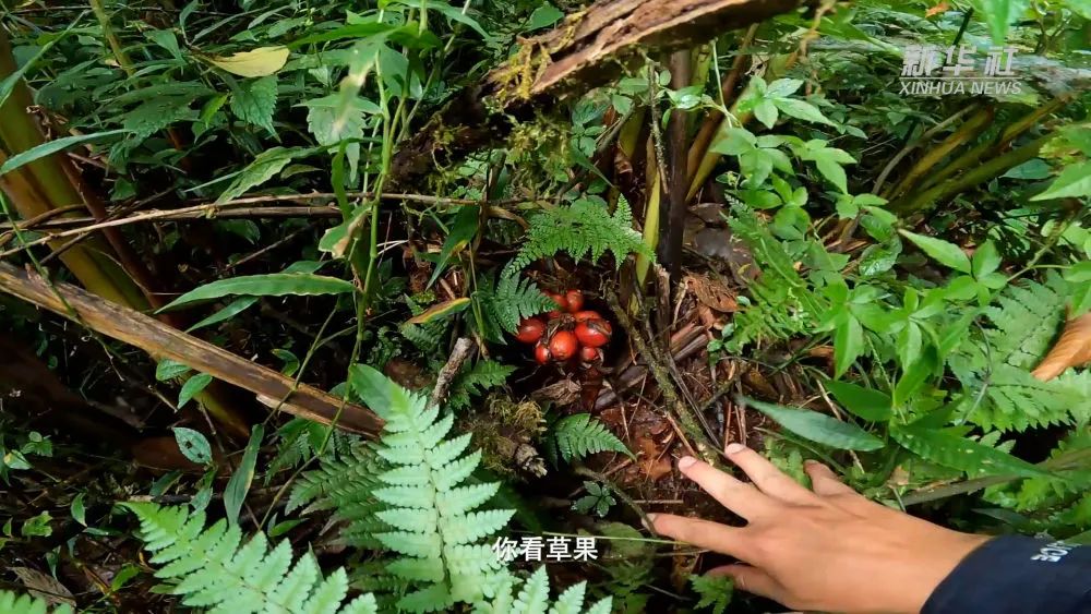 云南政法