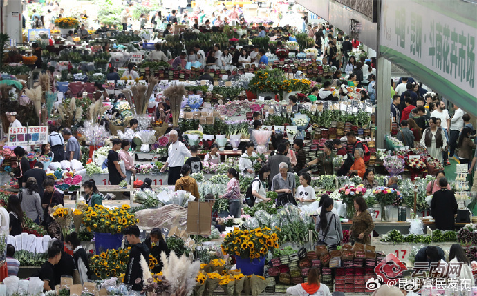 昆明斗南花市鲜花经济显活力