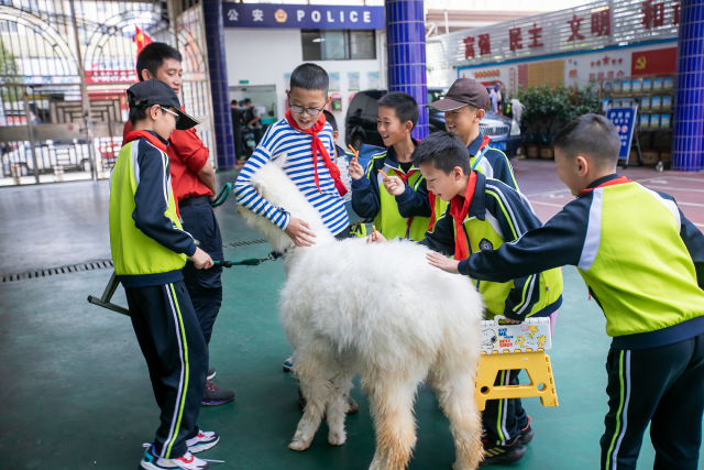 盘龙教育