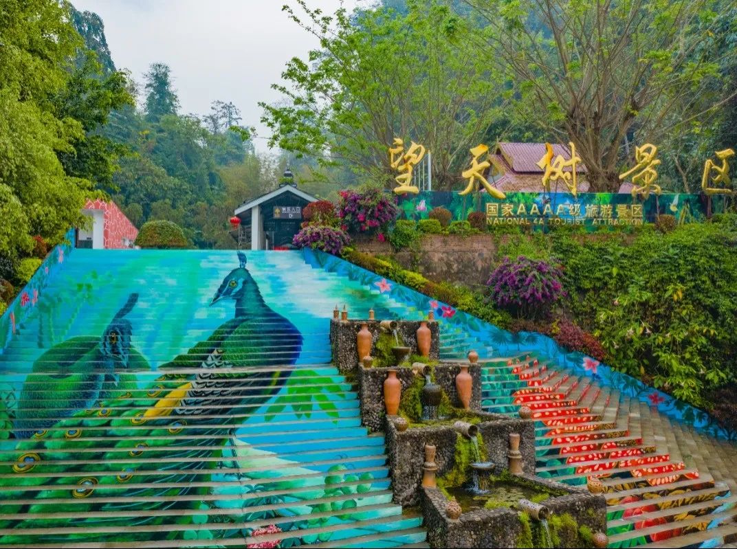 西双版纳望天树景区