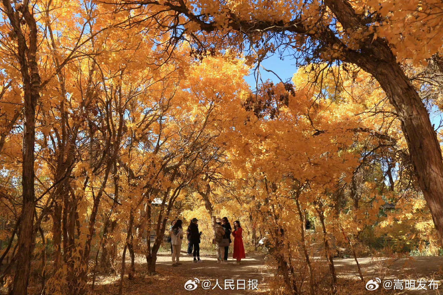 嵩明发布