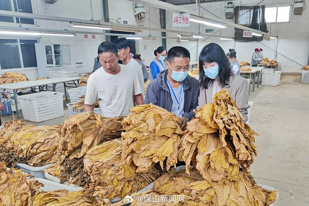 翁堵：2023年烤烟收购圆满收官