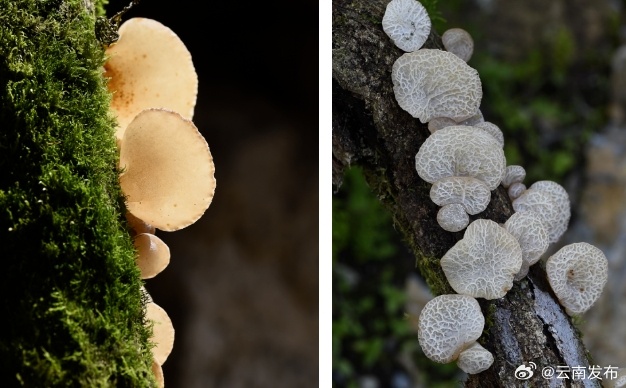 云南首个皱木耳新品种通过专家组鉴定