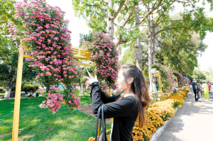 大观公园赏菊正当时