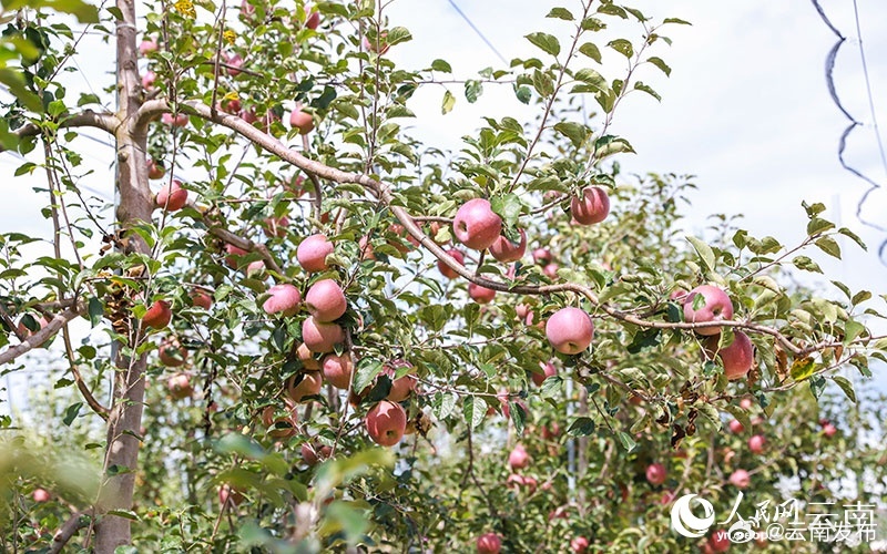 云南苹果出口额连续五年位居全国第二