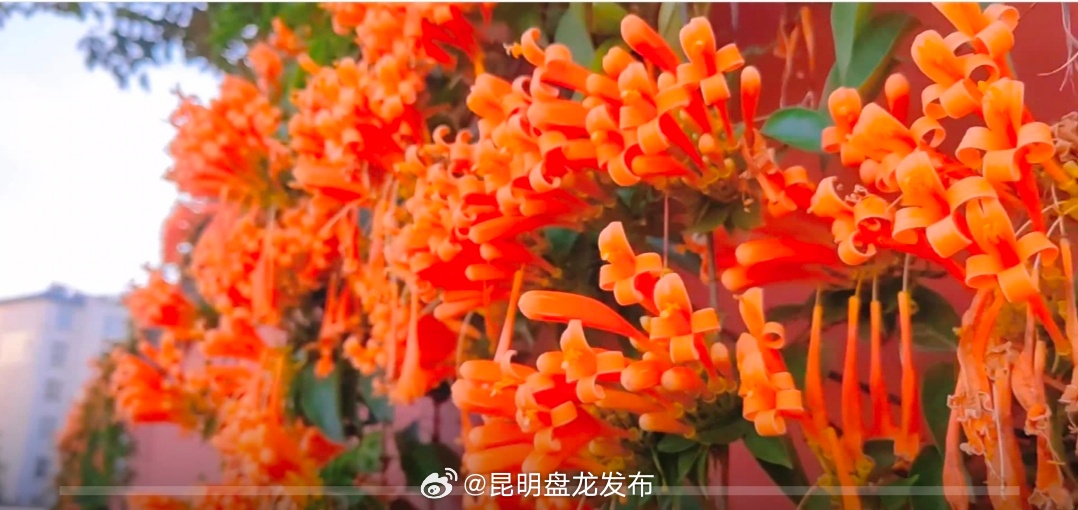有一种叫云南的生活｜见过花开！曲靖这里的炮仗花开满红墙