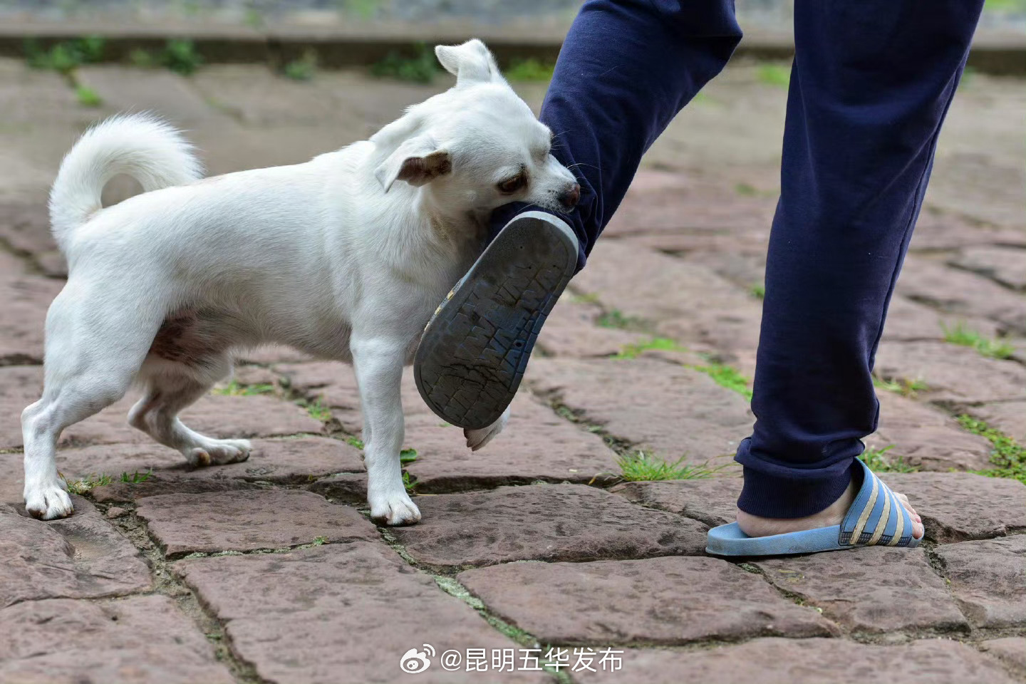 狂犬病暴露分为三级