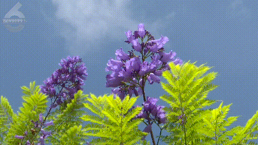 你敢信？金秋十月，昆明的蓝花楹开了！