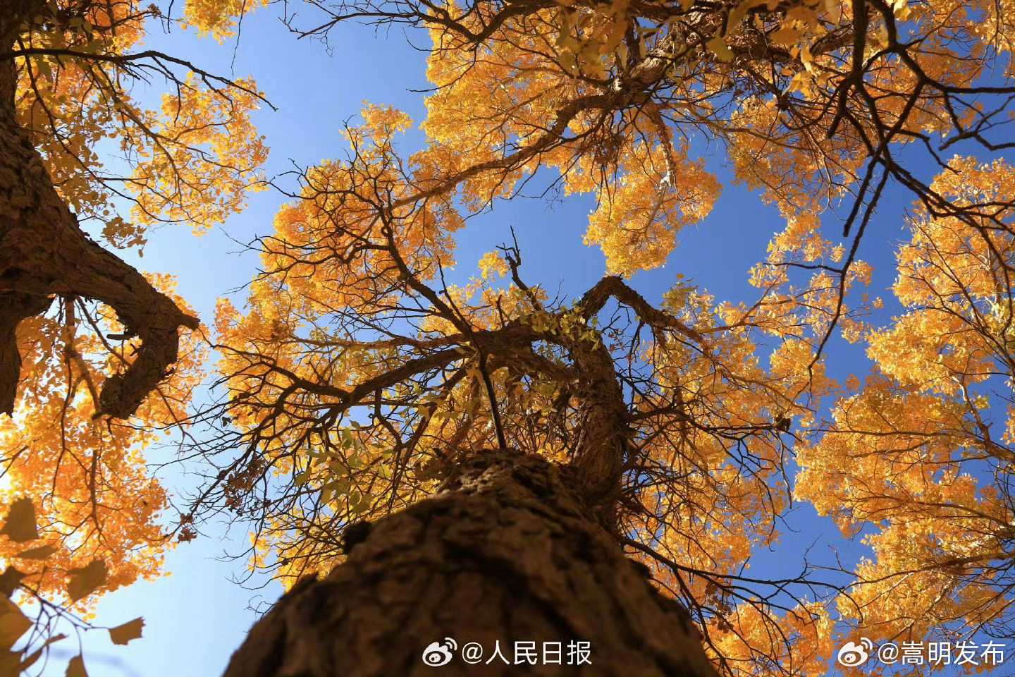 嵩明发布