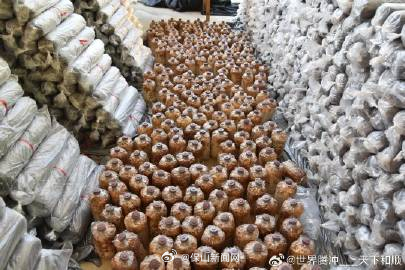 腾冲曲石镇干乍社区:冬闲田种黑木耳 循环利用促增收