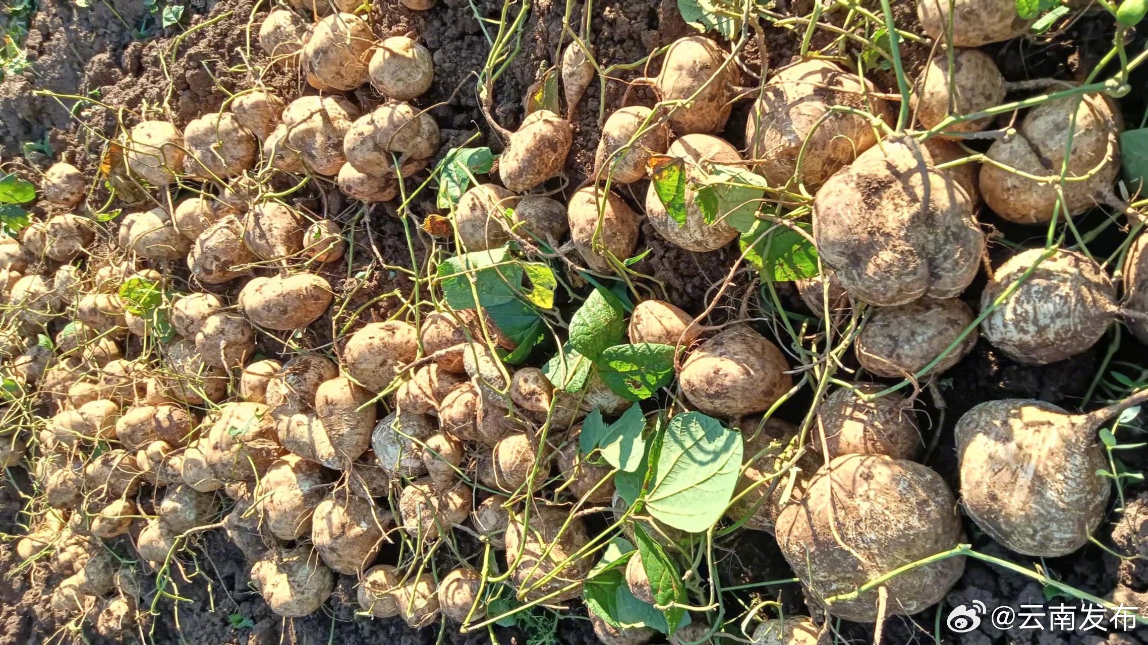 云南永德：土瓜地里刨出致富新“薯”光