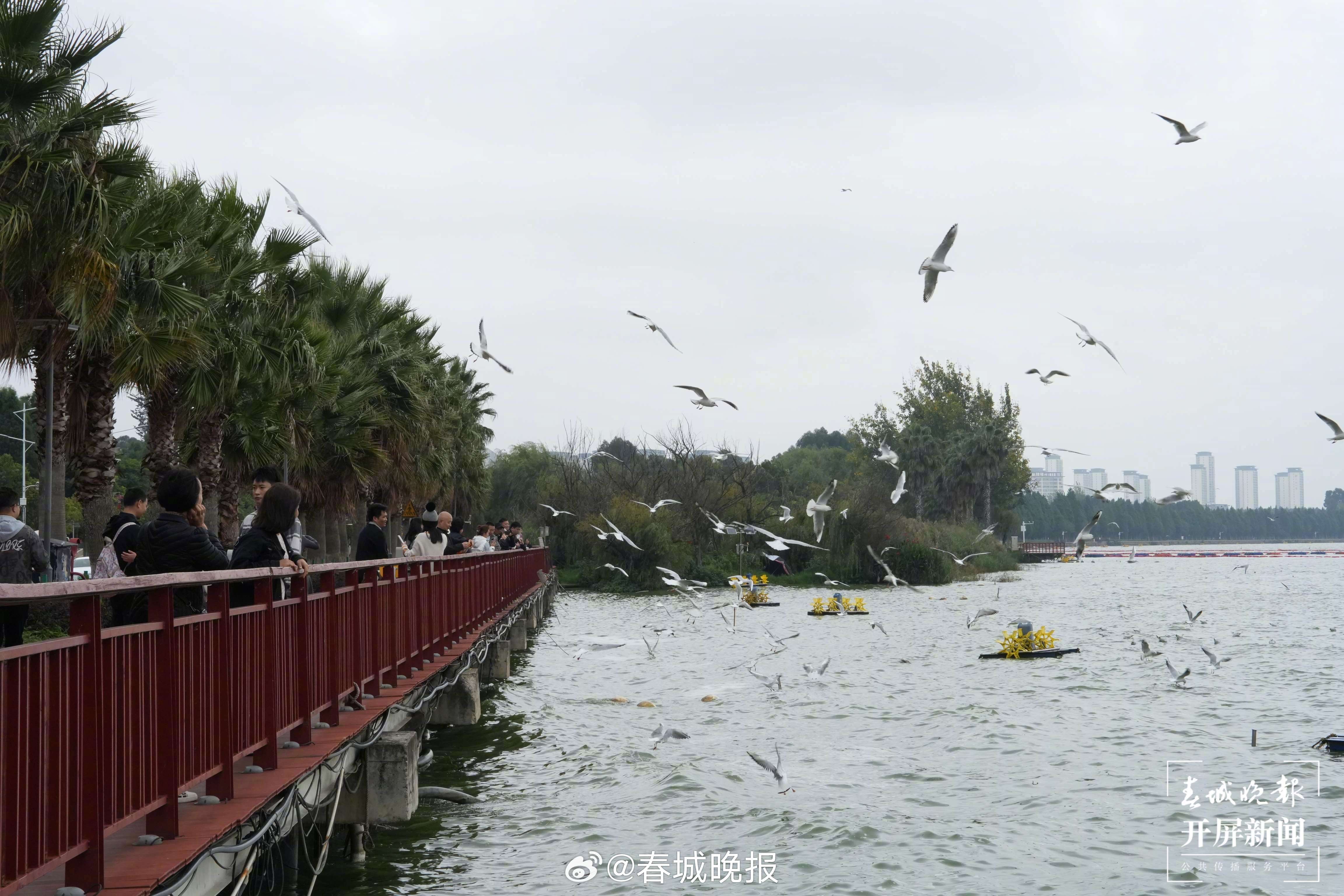 11月1日起施行！这些伤鸥行为最高罚款500元