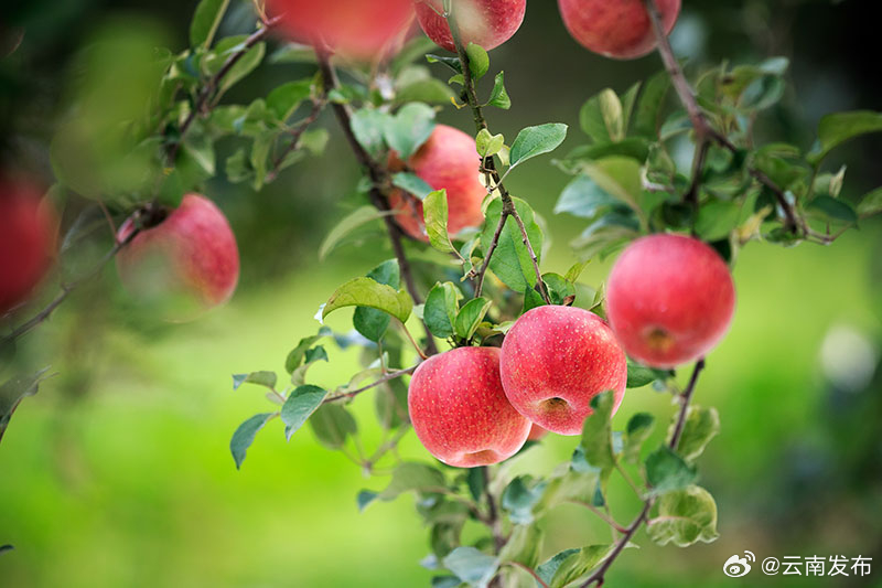 年产值达3.6亿元！昭通鲁甸：科技赋能苹果产业助农增收