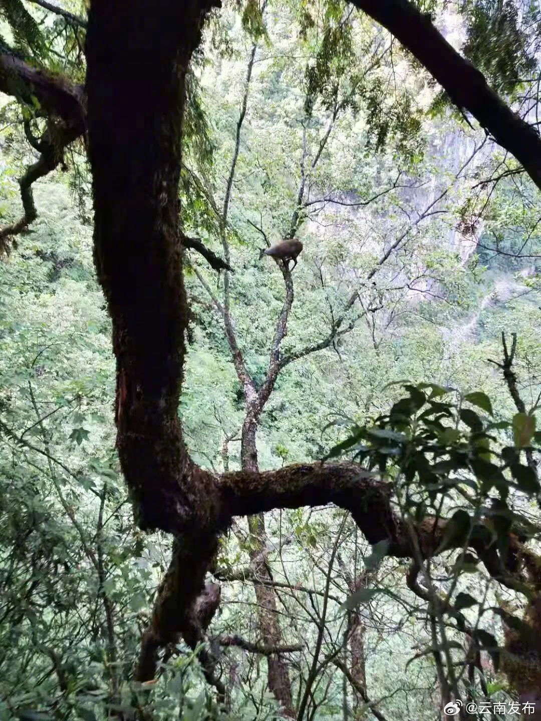 云南发布