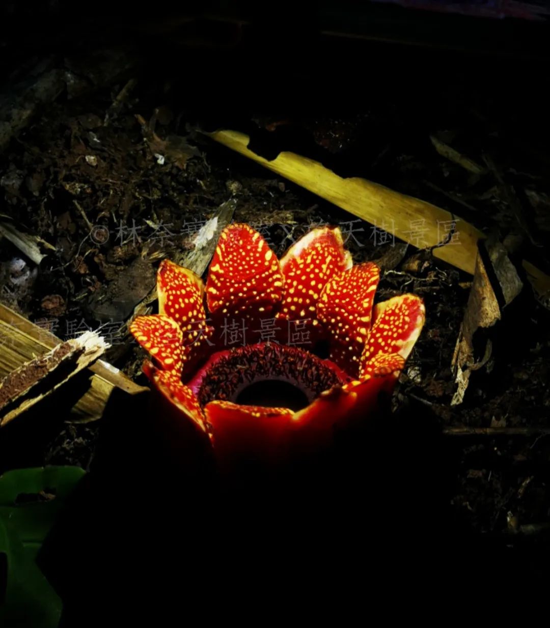 西双版纳望天树景区