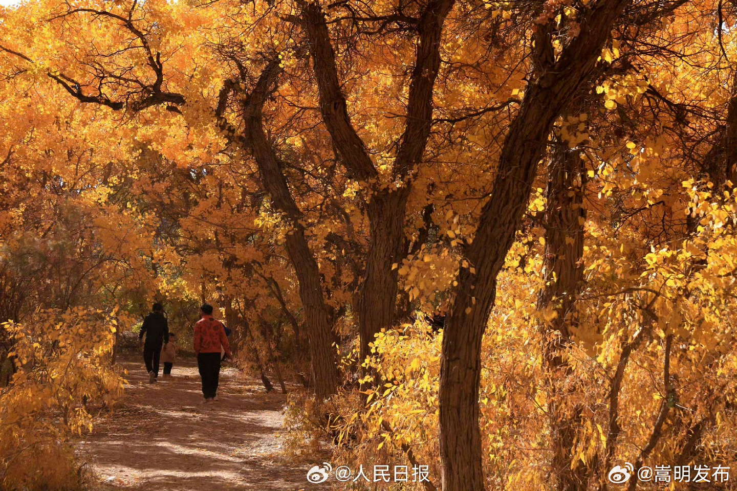 嵩明发布