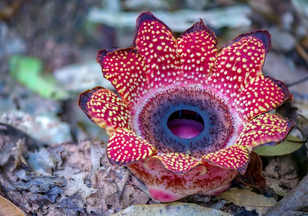 西双版纳望天树景区