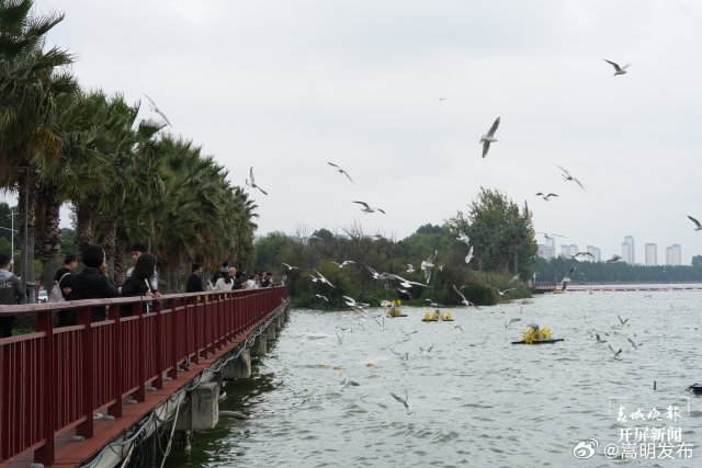有一种叫云南的生活｜70多只红嘴鸥先头部队已抵达滇池，昆明即将开启观鸥季