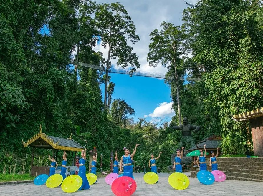 西双版纳望天树景区