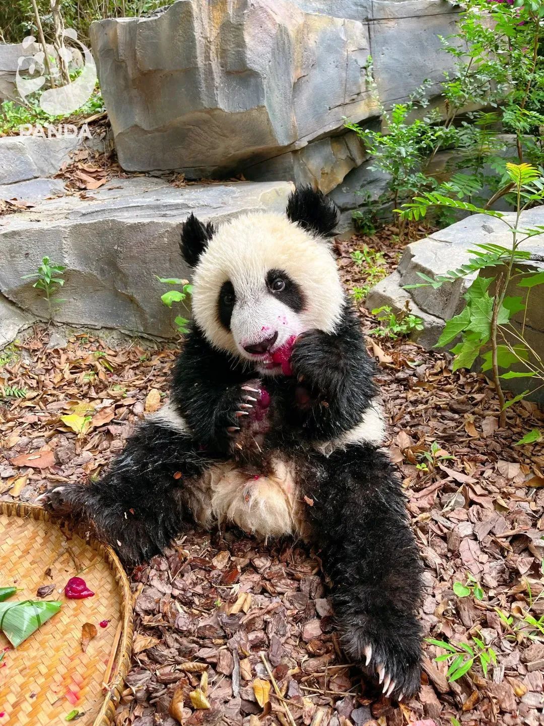 春城晚报