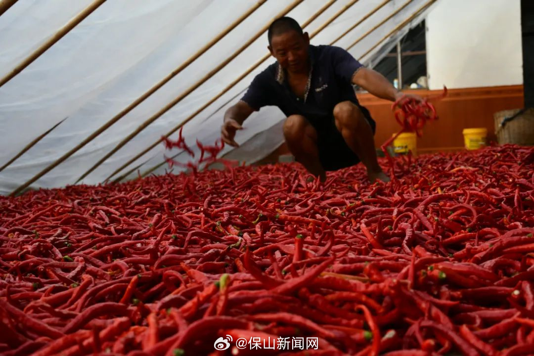 施甸东安社区：辣椒种出火红日子