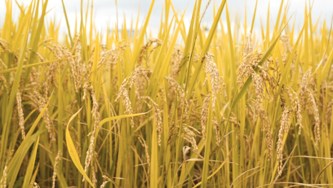 晋宁诗意的栖居地