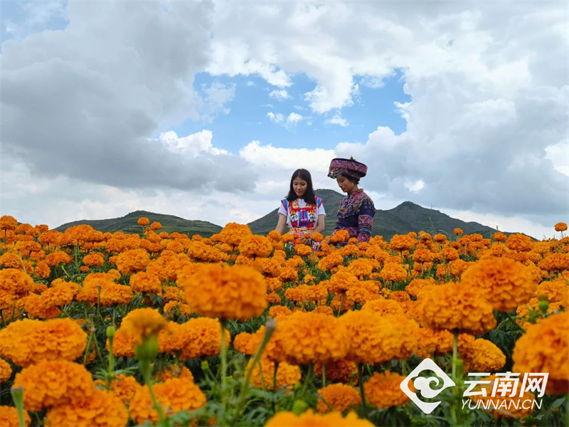 云南省文化和旅游厅