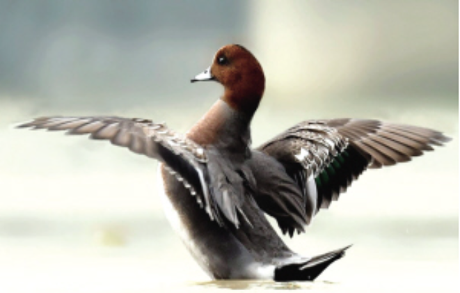 云南广播电视台微信