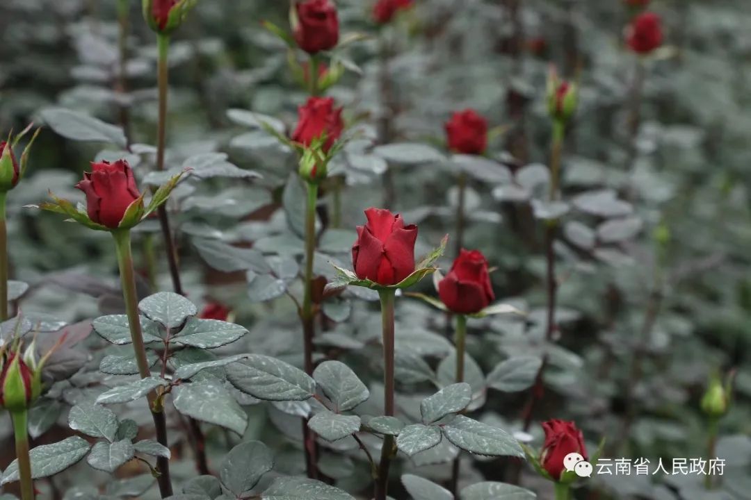 云南省人民政府网