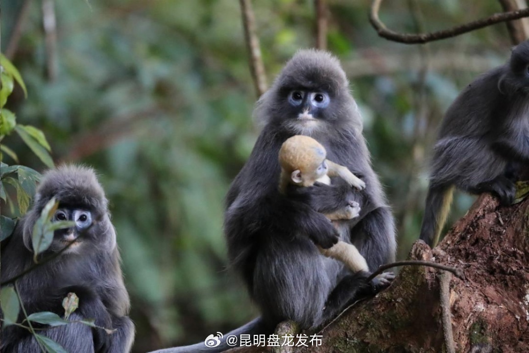 昆明盘龙发布