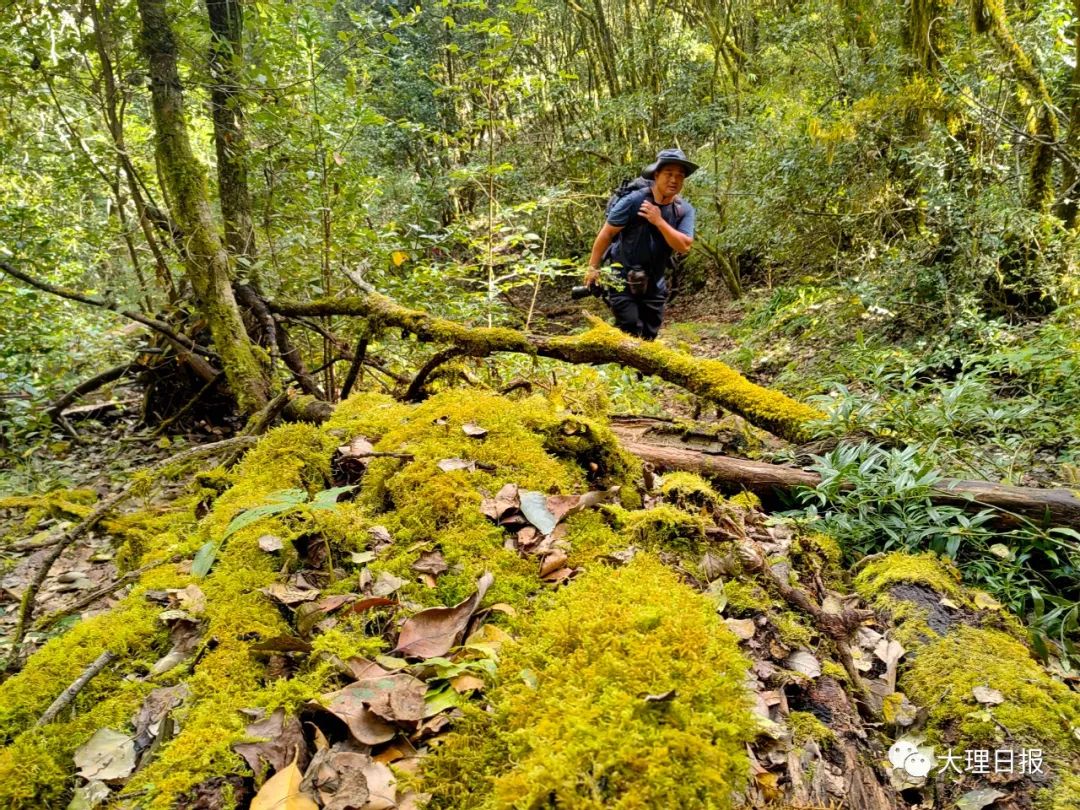 大理日报
