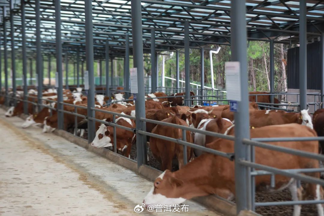 景谷县：做好“牛”文章 让乡村经济“牛”起来