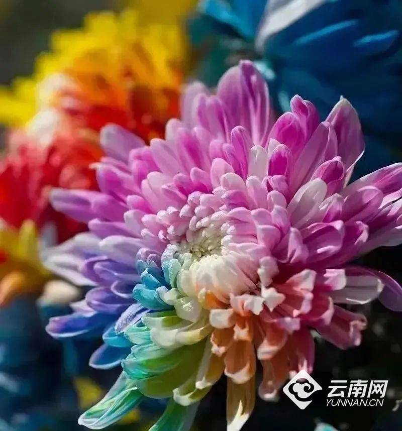 云南省文化和旅游厅