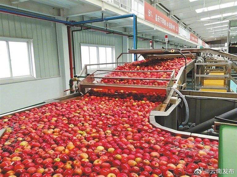 昭通苹果：助农增收致富果