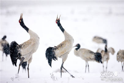 云南拟划定10处候鸟重要迁徙通道