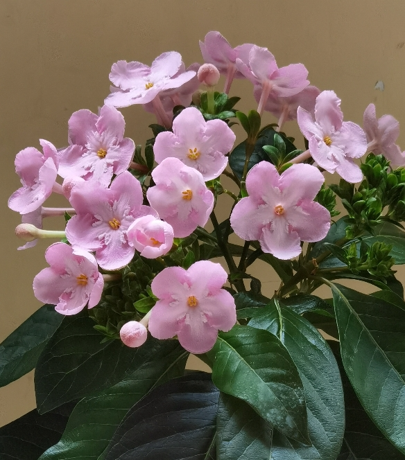 云南省人民政府网