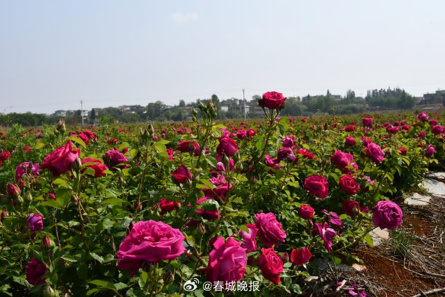 奋进新征程 推动新跨越 | 宣威板桥永安村：三产融合绘就乡村振兴新画卷