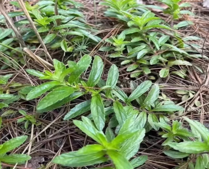 石林融媒