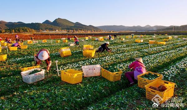 又登国际平台！云南泸西高原特色蔬菜送上亚运健儿餐桌
