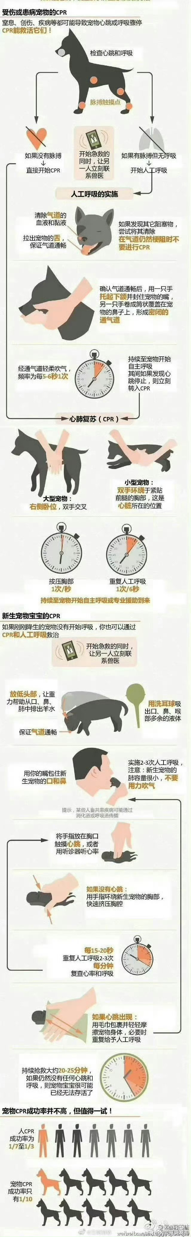 宠物CPR的要点有哪些