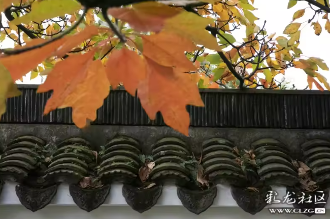盘龙统战