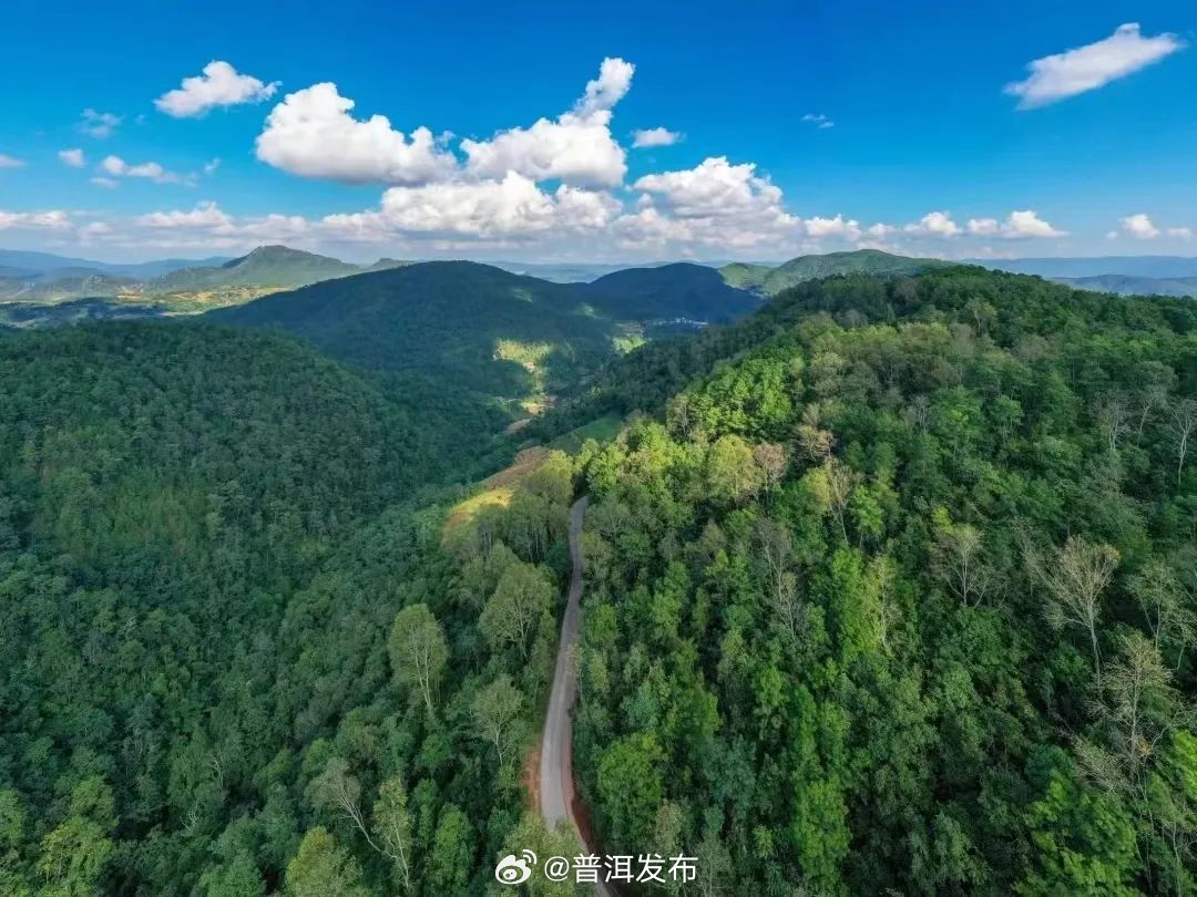 唱“山歌”走“山路” 普洱加快推进现代林产业发展