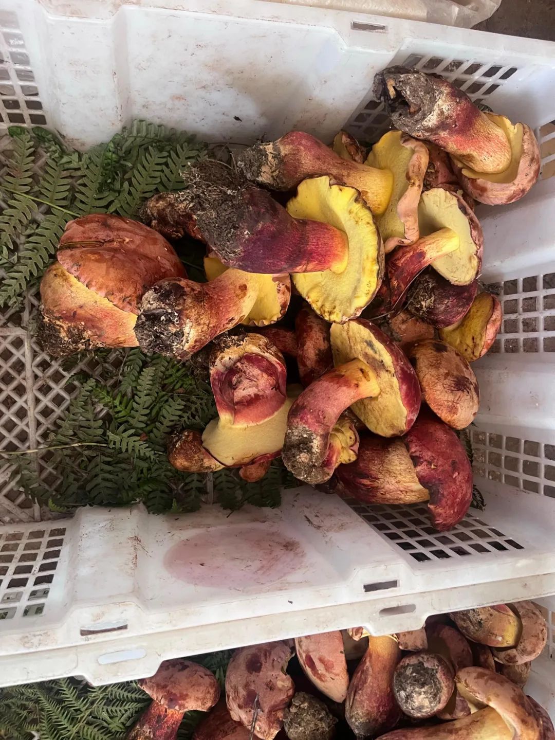 春城晚报