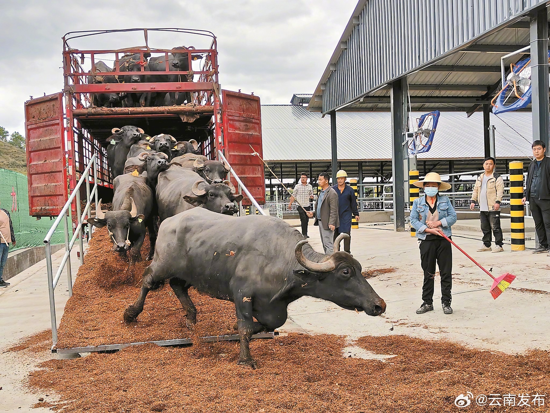 大理南涧千头奶水牛牧场投运