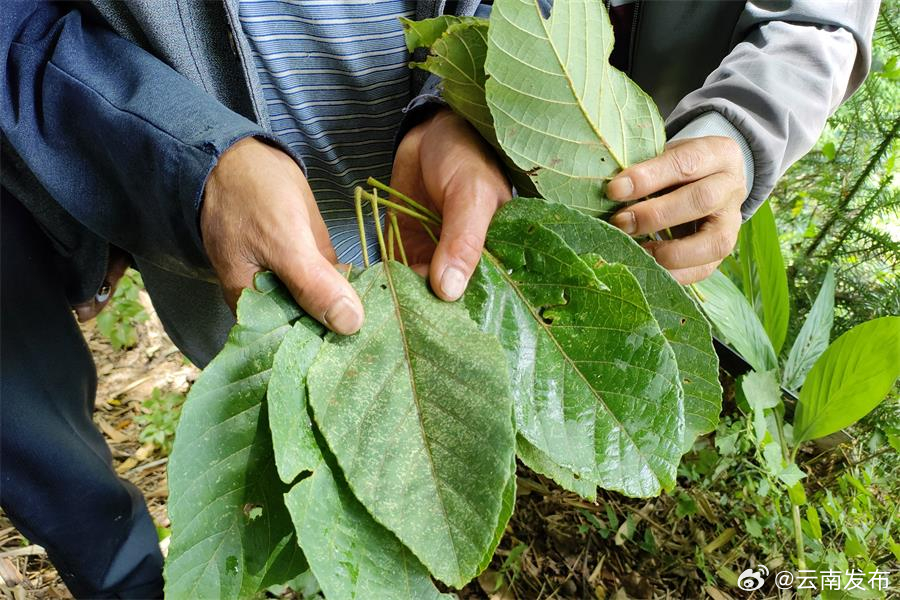 罕见！云南腾冲发现野生珍稀濒危植物滇桐
