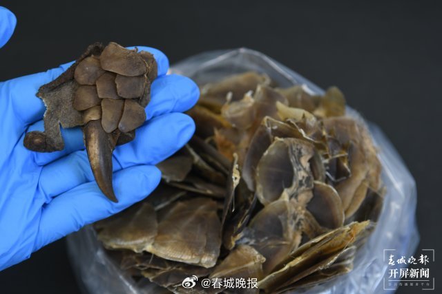 时隔百年！云南大学科学家发现世界上第9种穿山甲